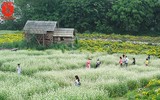 Ngỡ ngàng với cánh đồng hoa tam giác mạch nở trái mùa ở Hà Nội